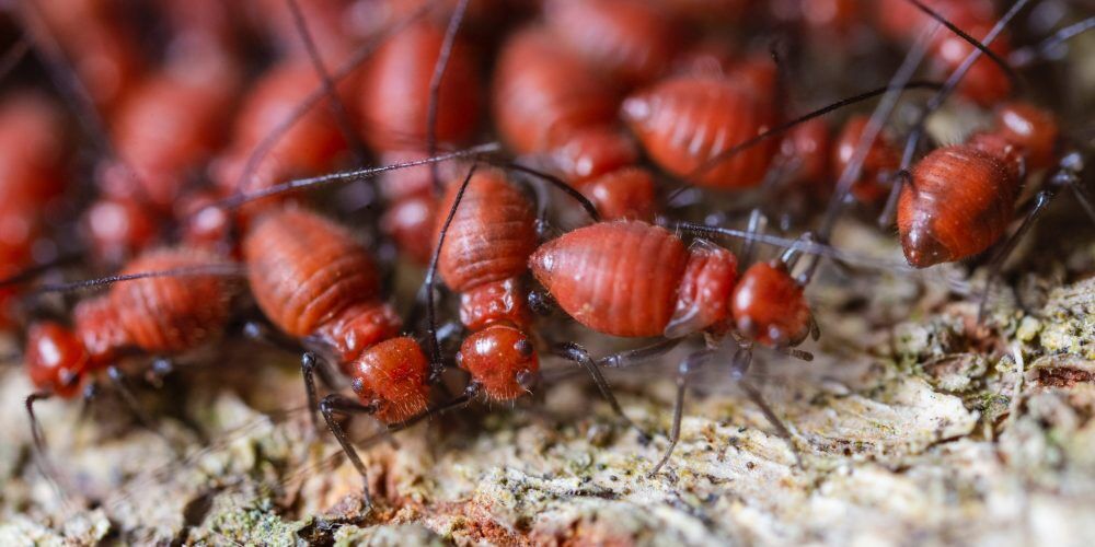 Gold Coast building and pest inspections